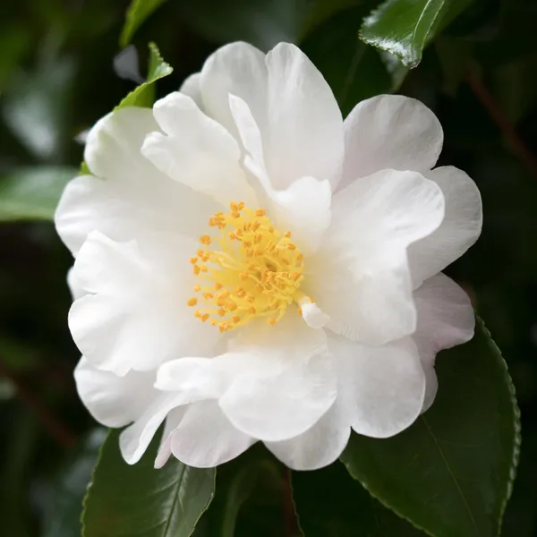 Rose_Plant_(Hybrid,_Pack_of_1)