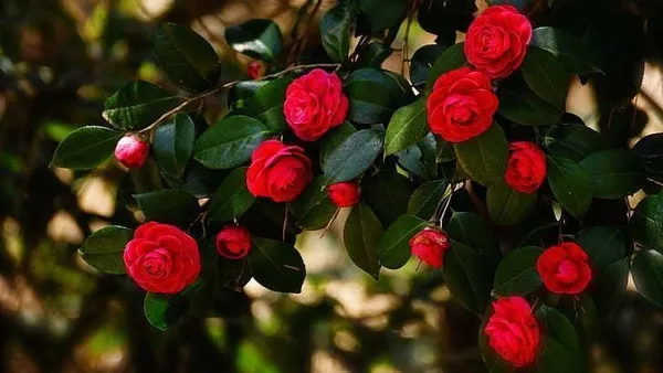 Rose_Plant_(Hybrid,_Pack_of_1)