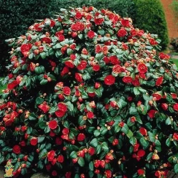 Rose_Plant_(Hybrid,_Pack_of_1)