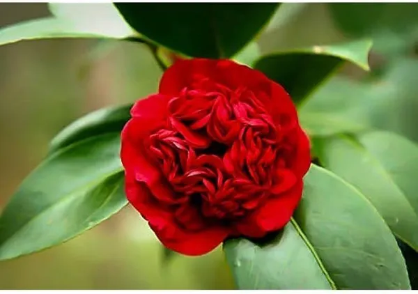 Rose_Plant_(Hybrid,_Pack_of_1)