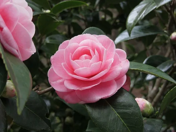 ZZ_Plant_(Hybrid,_Pack_of_1)