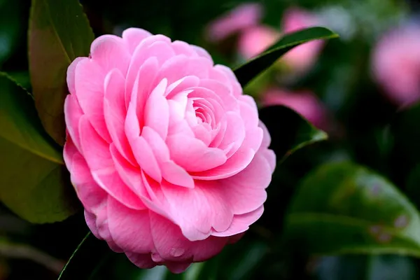 ZZ_Plant_(Hybrid,_Pack_of_1)