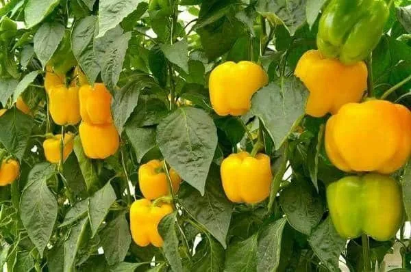 Capsicum_(Hybrid,_Pack_of_799)