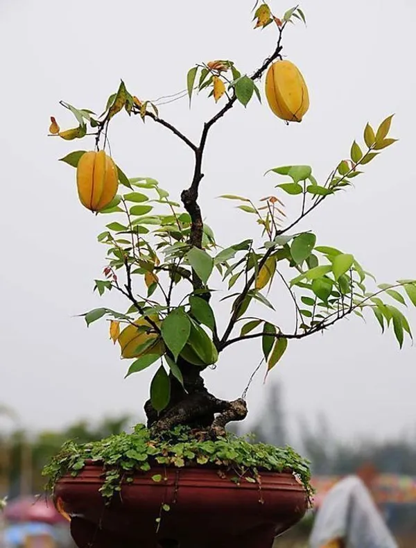 Star_Fruit_Carambola_Grafted_Plant_(Hybrid,_Pack_of_1)