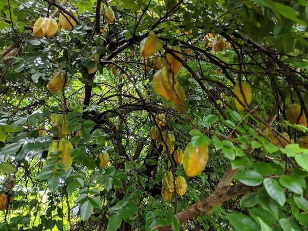 Star_Fruit_Carambola_Grafted_Plant_(Hybrid,_Pack_of_1)