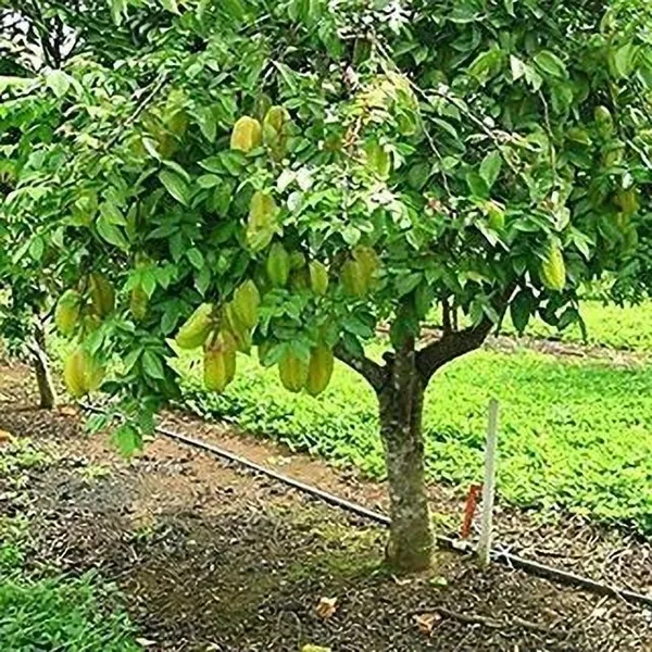 Star_Fruit_Carambola_Grafted_Plant_(Hybrid,_Pack_of_1)