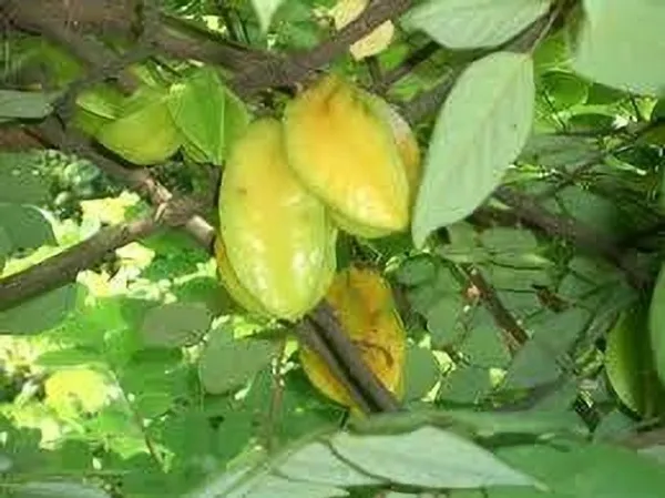 Star_Fruit_Carambola_Grafted_Plant_(Hybrid,_Pack_of_1)