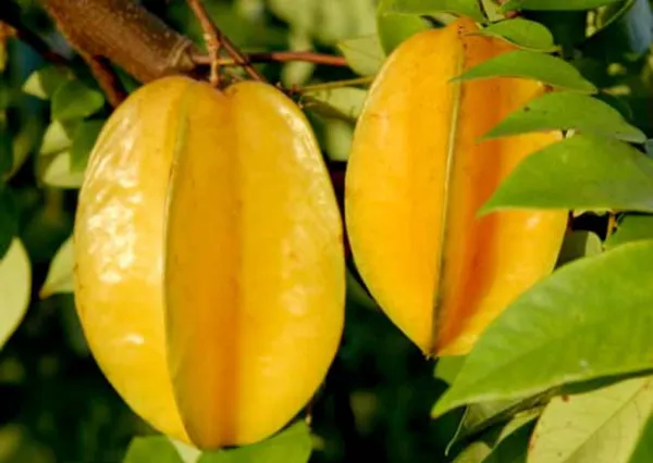 Star_Fruit_Carambola_Grafted_Plant_(Hybrid,_Pack_of_1)