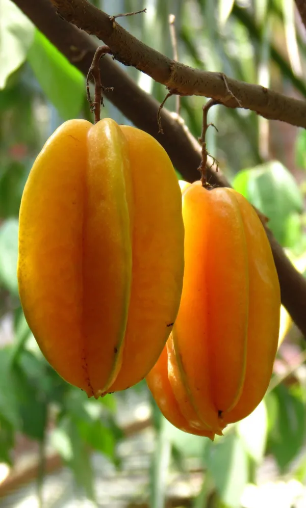 Star_Fruit_Carambola_Grafted_Plant_(Hybrid,_Pack_of_1)