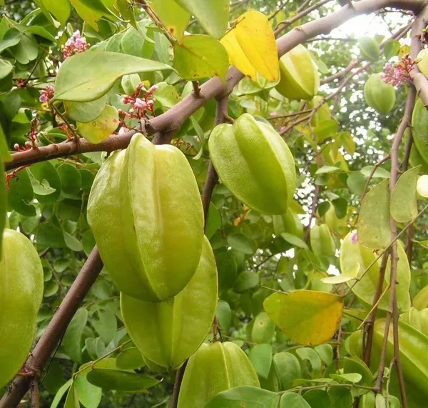 Star_Fruit_Carambola_Grafted_Plant_(Hybrid,_Pack_of_1)