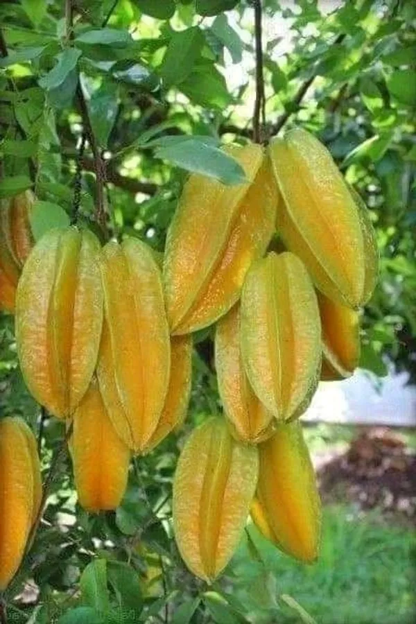 Star_Fruit_Carambola_Grafted_Plant_(Hybrid,_Pack_of_1)