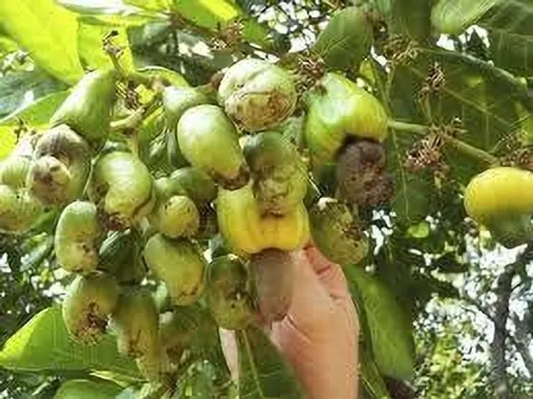 Cashew_Plant_(Hybrid,_Pack_of_1)