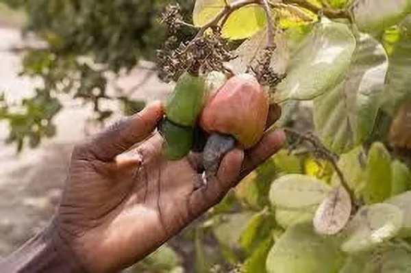 Cashew_Apple_Plant_(Hybrid,_Pack_of_1)