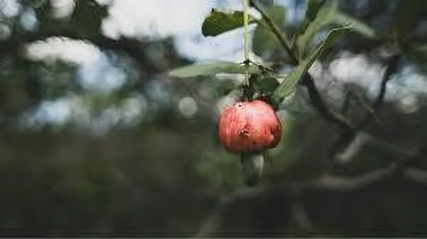 Cashew_Apple_Plant_(Hybrid,_Pack_of_1)