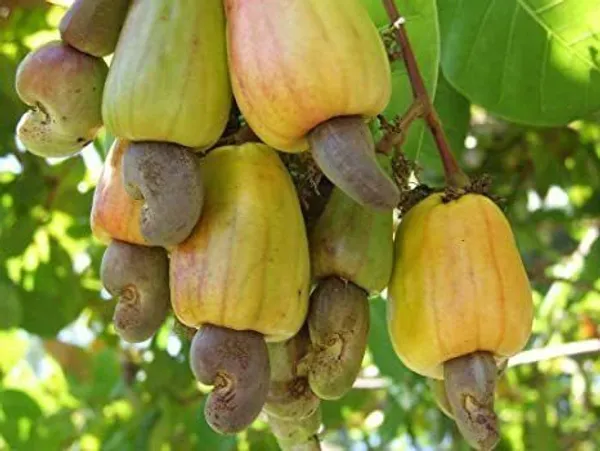 Cashew_Plant_(Hybrid,_Pack_of_1)