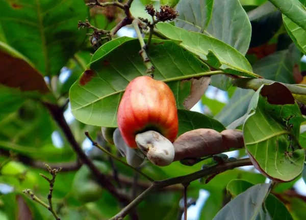 Cashew_Apple_Plant_(Hybrid,_Pack_of_1)