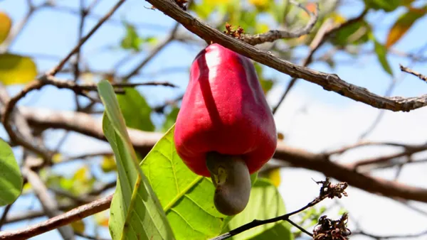 Cashew_Apple_Plant_(Hybrid,_Pack_of_1)
