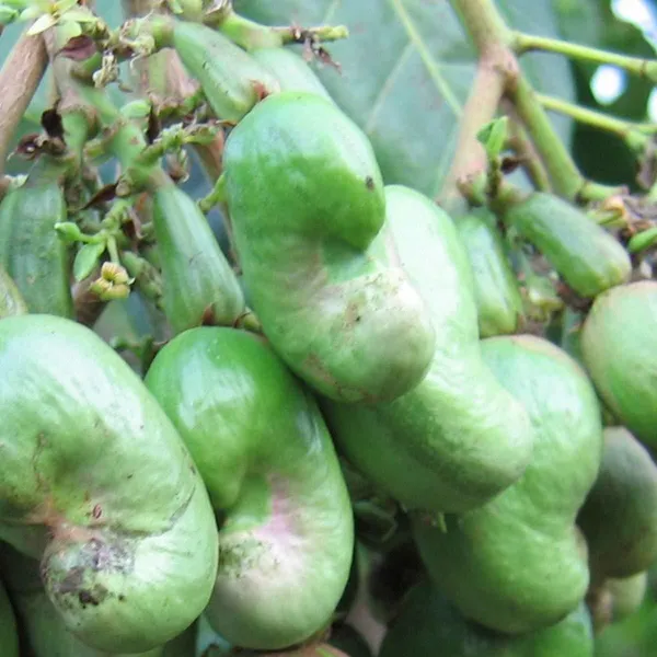 Cashew_Plant_(Hybrid,_Pack_of_1)