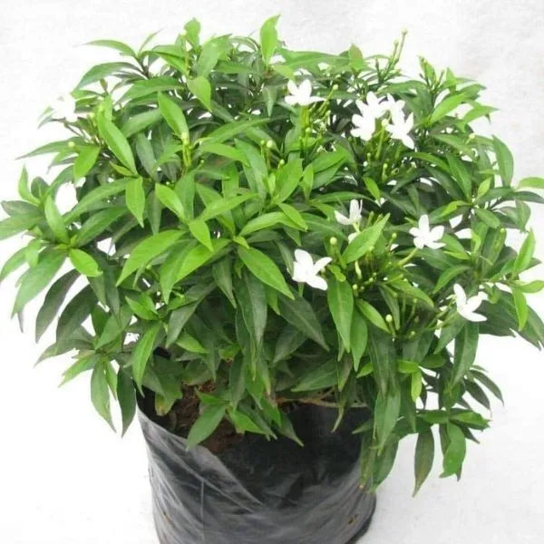 Jasmine_Plant_(Hybrid,_Pack_of_1)