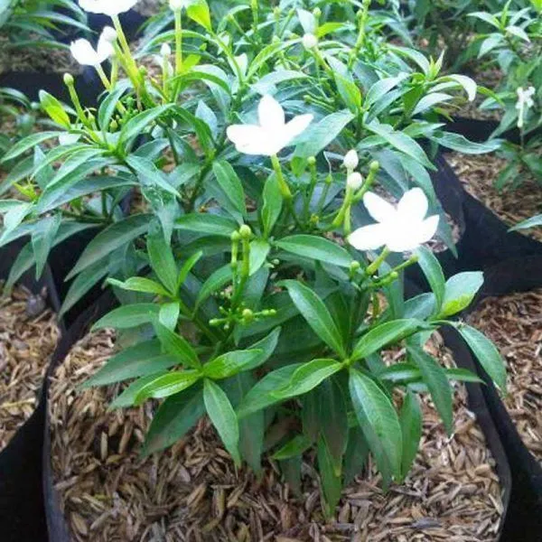 Jasmine_Plant_(Hybrid,_Pack_of_1)