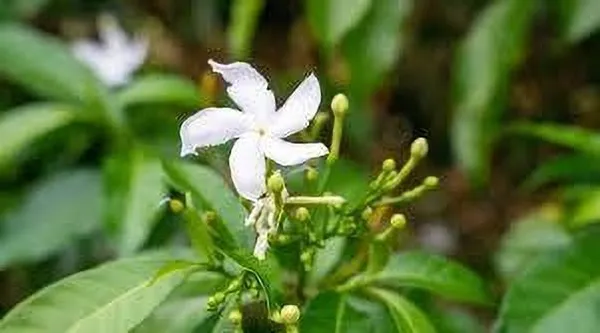 Jasmine_Plant_(Hybrid,_Pack_of_1)