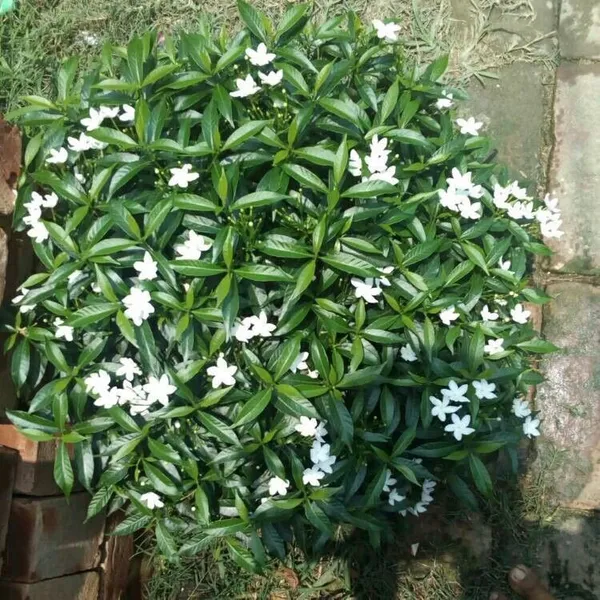 Jasmine_Plant_(Hybrid,_Pack_of_1)