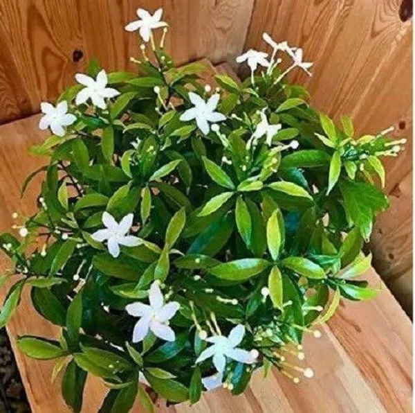 Jasmine_Plant_(Hybrid,_Pack_of_1)
