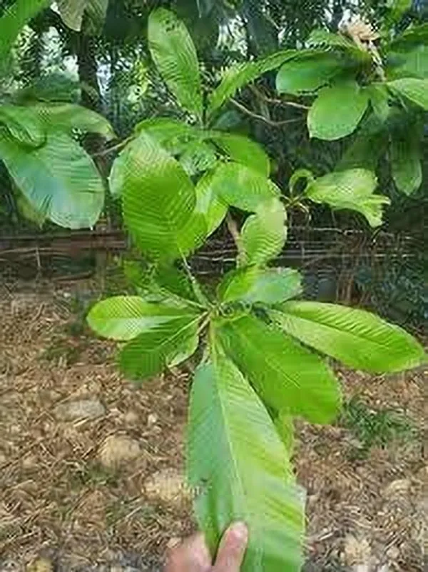 Elephant_Apple_Plant_(Hybrid,_Pack_of_1)