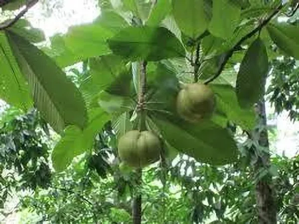Elephant_Apple_Plant_(Hybrid,_Pack_of_1)