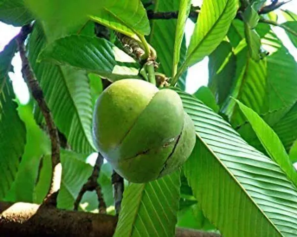 Elephant_Apple_Plant_(Hybrid,_Pack_of_1)