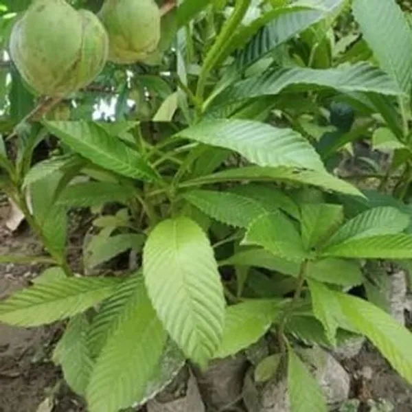 Elephant_Apple_Plant_(Hybrid,_Pack_of_1)