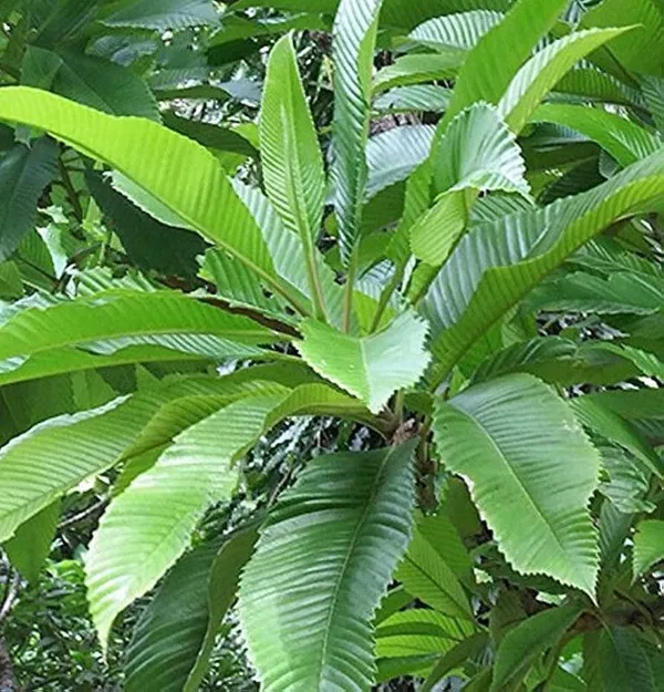 Elephant_Apple_Plant_(Hybrid,_Pack_of_1)