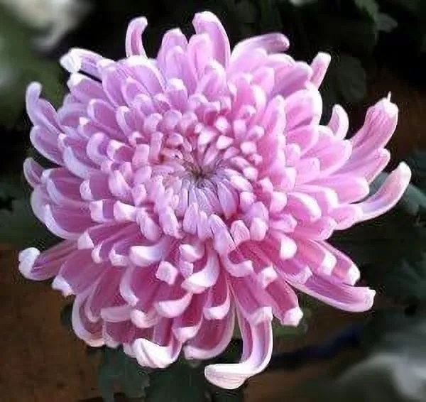 Chrysanthemums/_Guldavari_Plant_(Hybrid,_Pack_of_1)