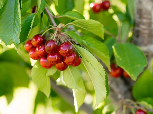 Cherry_Fruit_Plant_(Hybrid,_Pack_of_1)