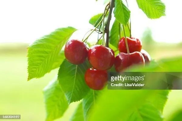 Cherry_Fruit_Plant_(Hybrid,_Pack_of_1)