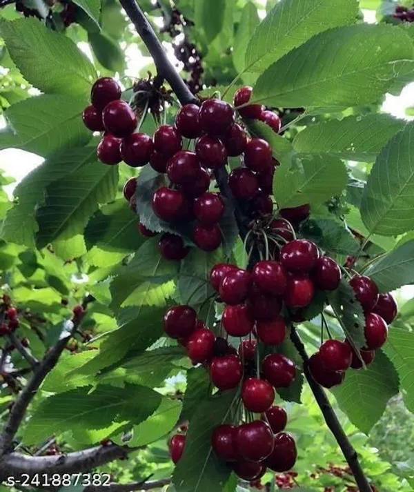 Cherry_Fruit_Plant_(Hybrid,_Pack_of_1)
