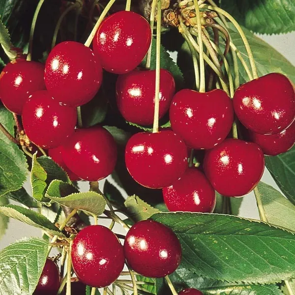 Tea_Plant_(Hybrid,_Pack_of_1)