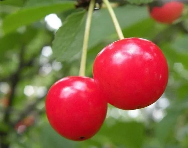 Cherry_Fruit_Plant_(Hybrid,_Pack_of_1)