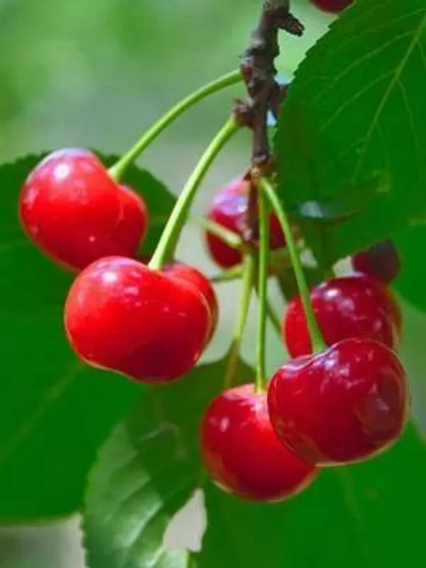 Cherry_Fruit_Plant_(Hybrid,_Pack_of_1)