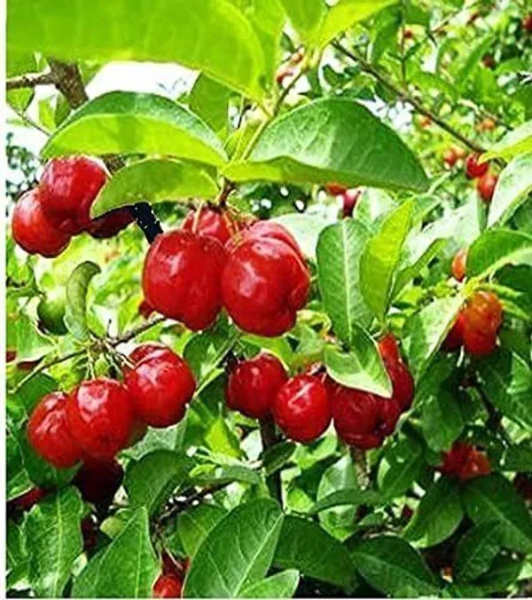 Cherry_Fruit_Plant_(Hybrid,_Pack_of_1)