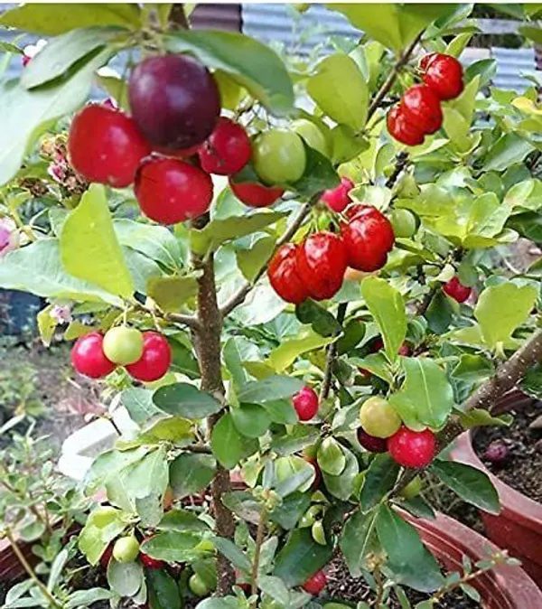 Cherry_Fruit_Plant_(Hybrid,_Pack_of_1)