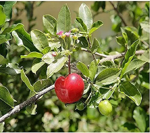Cherry_Fruit_Plant_(Hybrid,_Pack_of_1)