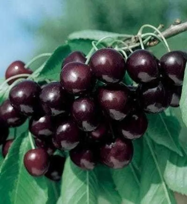 Cherry_Fruit_Plant_(Hybrid,_Pack_of_1)