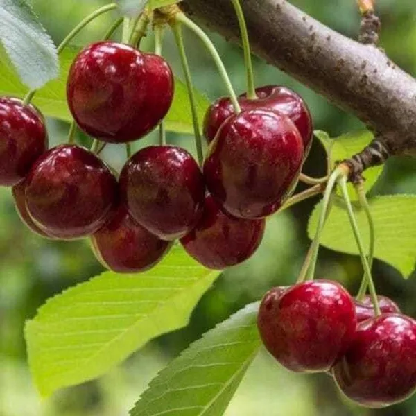 Cherry_Fruit_Plant_(Hybrid,_Pack_of_1)