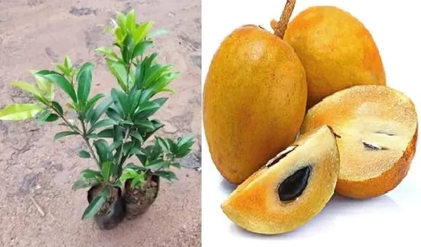 Chiku_Plant_(Hybrid,_Pack_of_1)