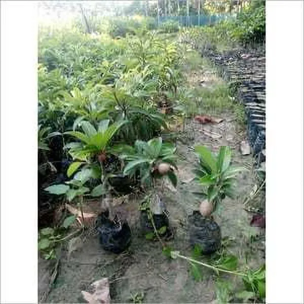 Chiku_Plant_(Hybrid,_Pack_of_1)