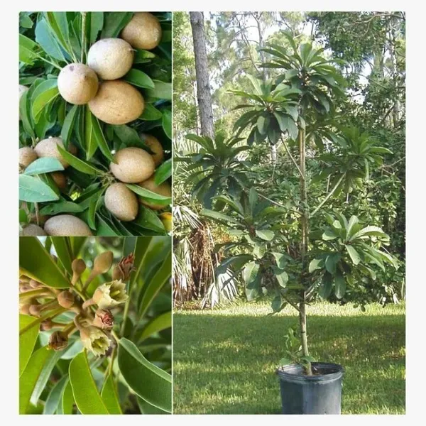 Chiku_Plant_(Hybrid,_Pack_of_1)