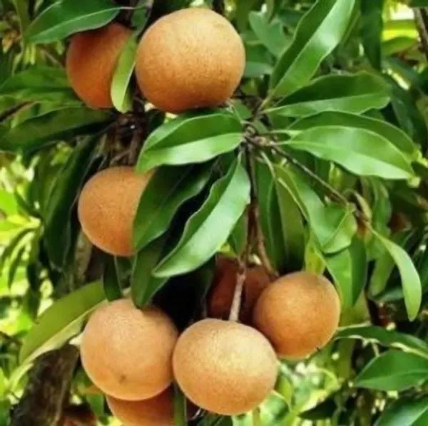 Chamaedorea_Plant_(Hybrid,_Pack_of_1)