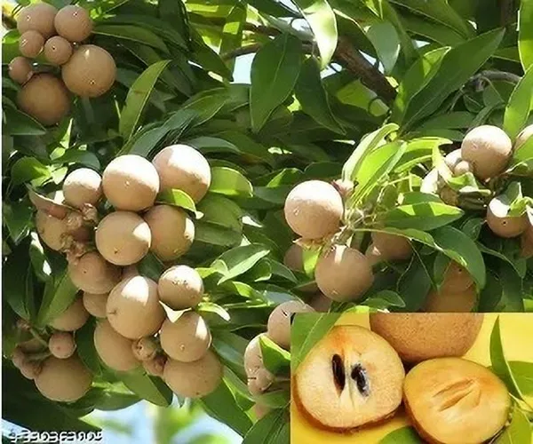 Chamaedorea_Plant_(Hybrid,_Pack_of_1)