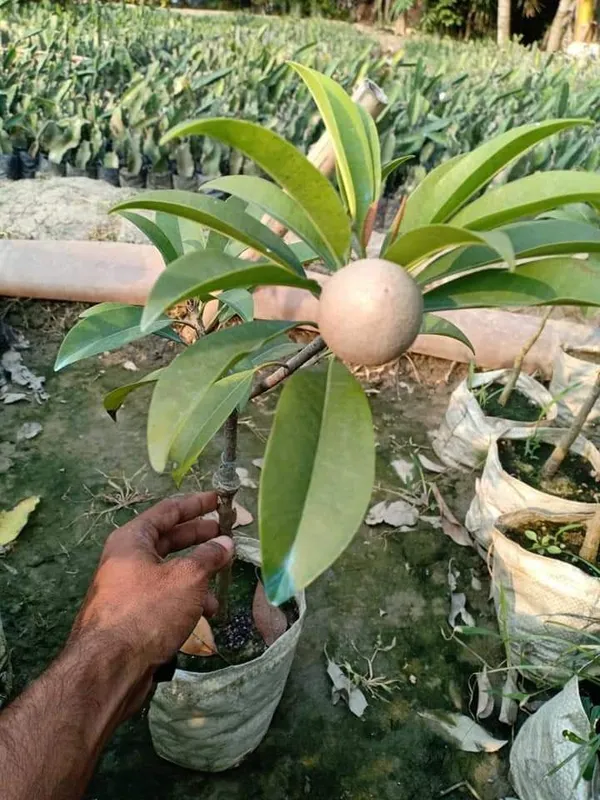 Chiku_Plant_(Hybrid,_Pack_of_1)